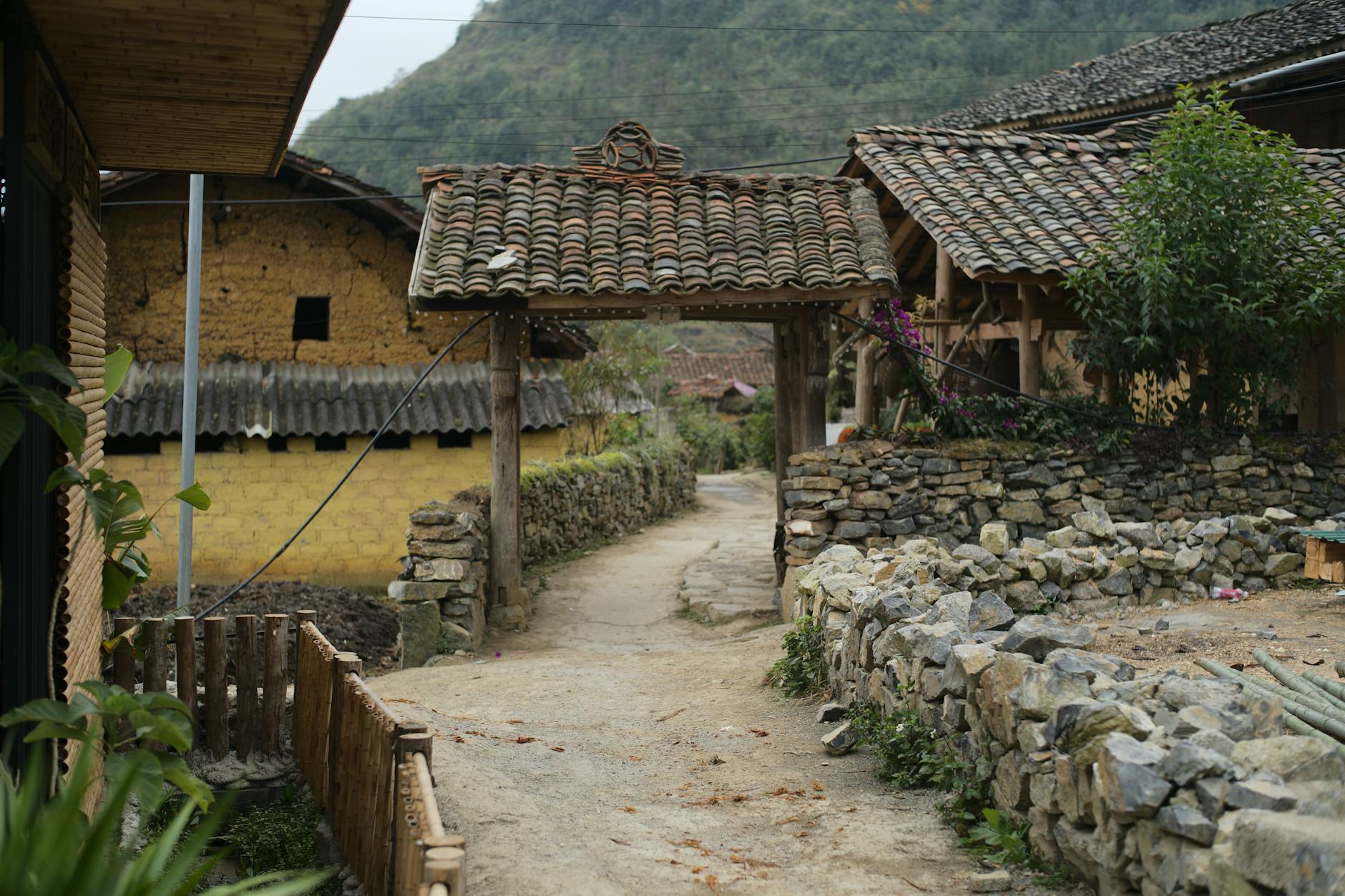 lo lo ch i ha giang