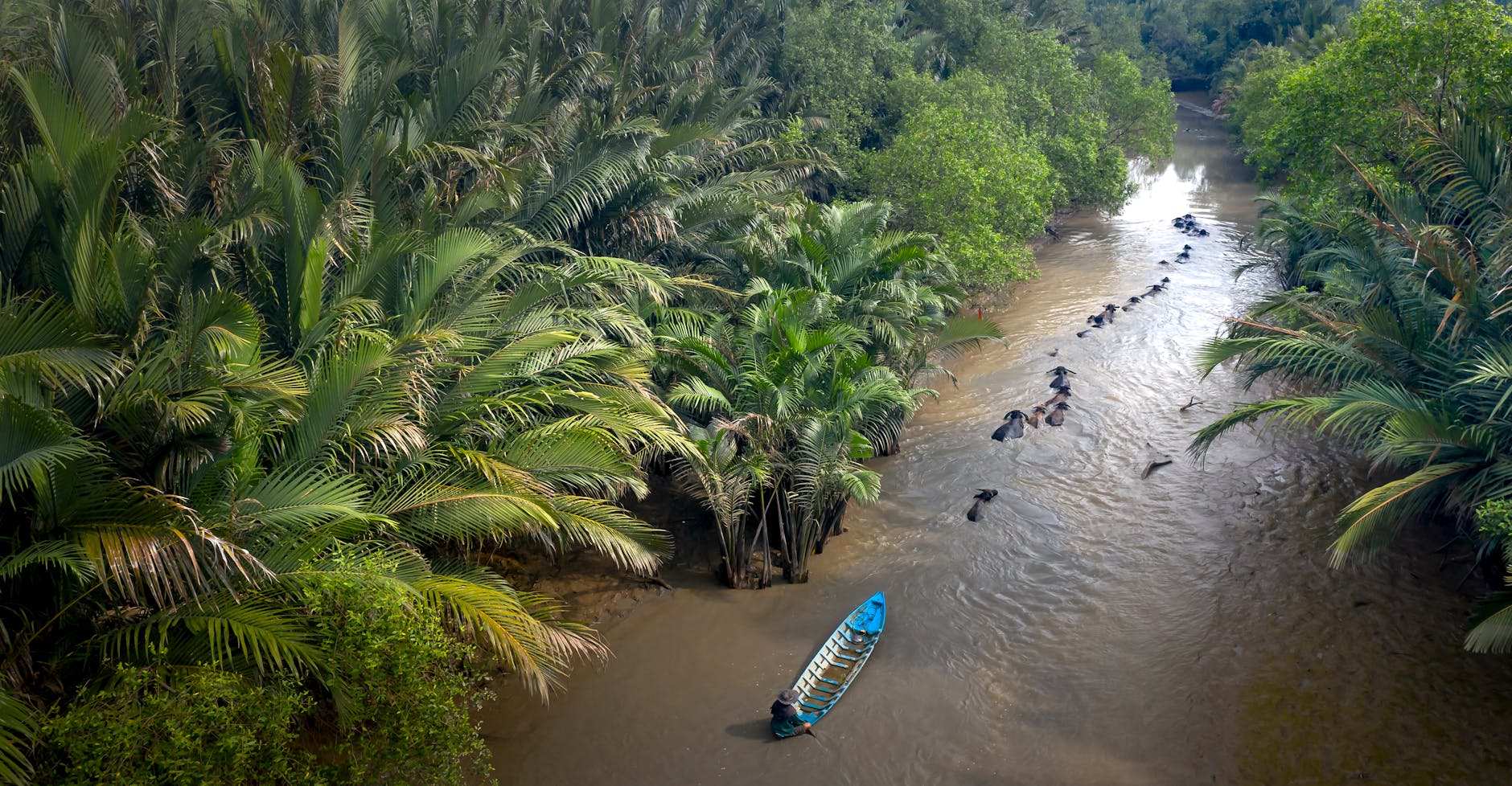 palm trees near the river