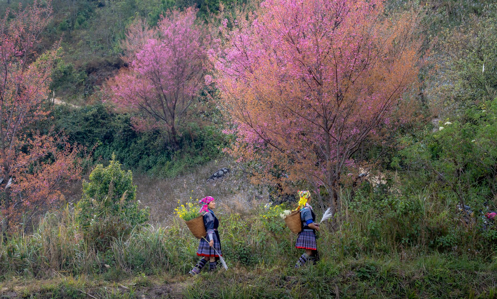 ethnic women carrying flowers through blossom